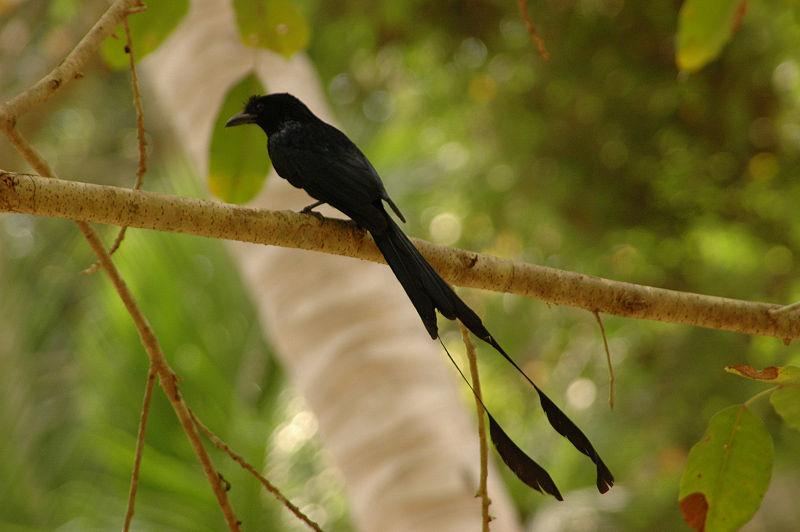 துடுப்புவால் கரிச்சான் குருவி.JPG