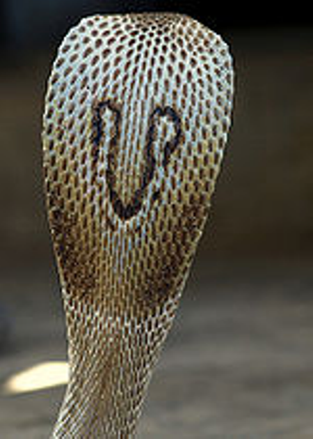 Cobra rear view.png