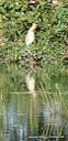 DSC04252pelican chick.JPG
