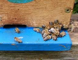 Indexpushed away dronebees.jpg