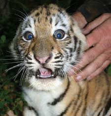 Tiger-cubs-7211.jpg
