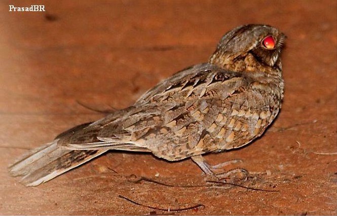 Nightjar at night.JPG