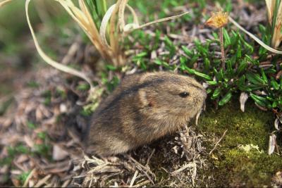 Lemmings-2801.jpg