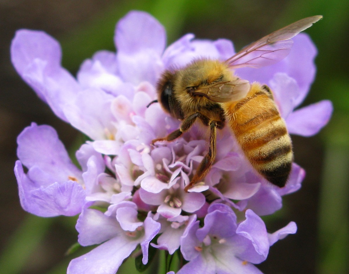 Bee-Purple-Flower-Macro.jpg
