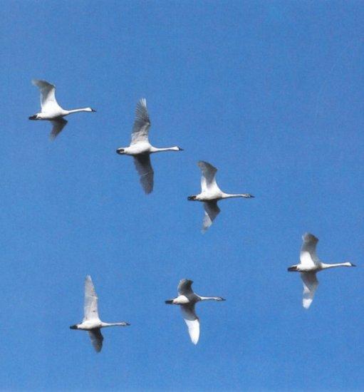 Formation flight.JPG