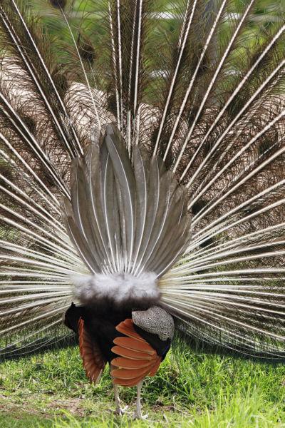 Peacock-3feather.JPG