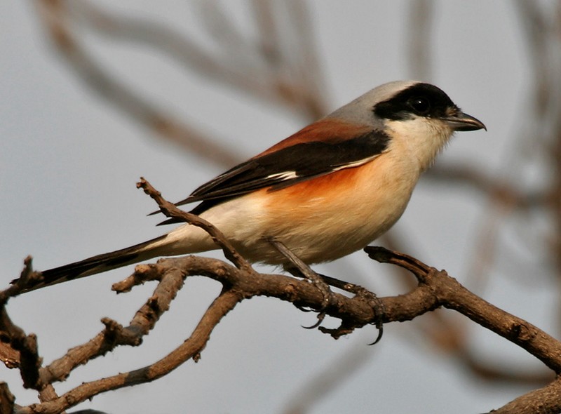 Bay-backed shrike.jpg