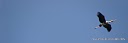 DSC04245single stork.JPG