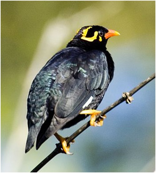 Grackle or Hill mynah.jpg