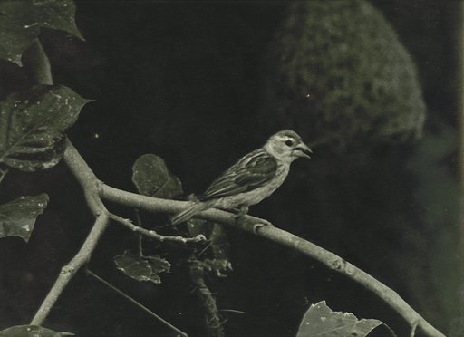 Weaver Bird (Baya).jpg