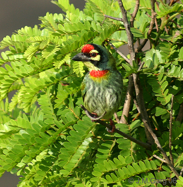 Coppersmith Crimson-breasted Barbet.jpg