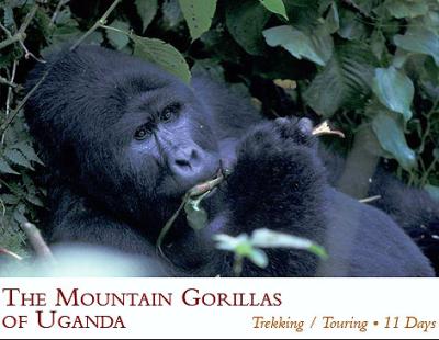 Uganda-mountain-gorillas-12131.jpg