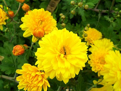 One-bee.jpg