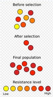 Nat.selection.jpg