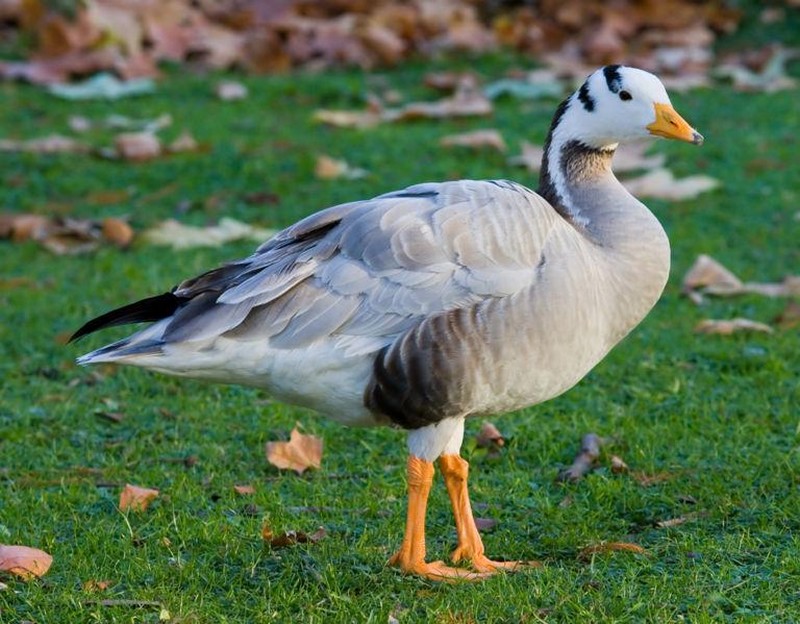 Bar headed goose.JPG