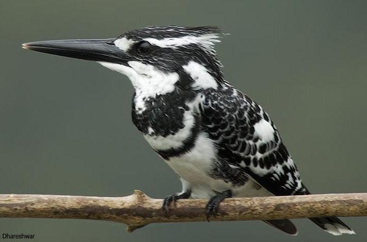 Pied king-fisher.JPG