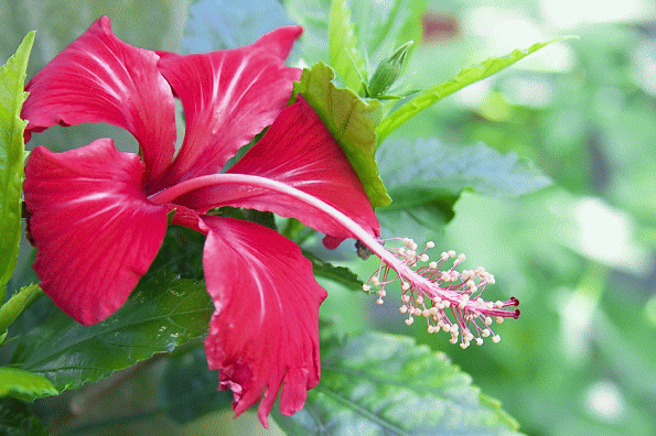சென்பருத்திப் பூ.gif