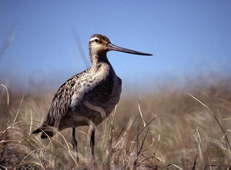 Godwit.JPG