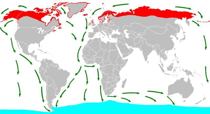 Arctic tern migration route.JPG