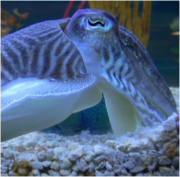 Cuttle fish iris.jpg