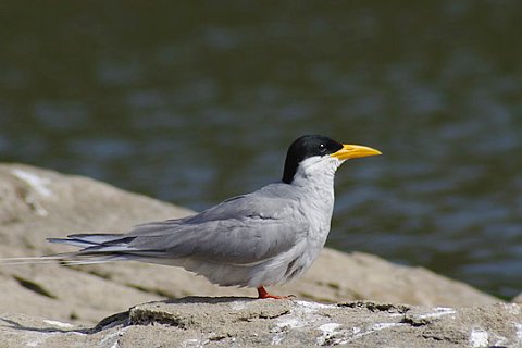 Rivertern22.jpg