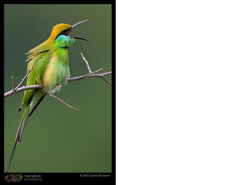 Green bee eater throwing out undigested material.JPG