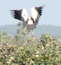 DSC04236Apainted stork1.JPG