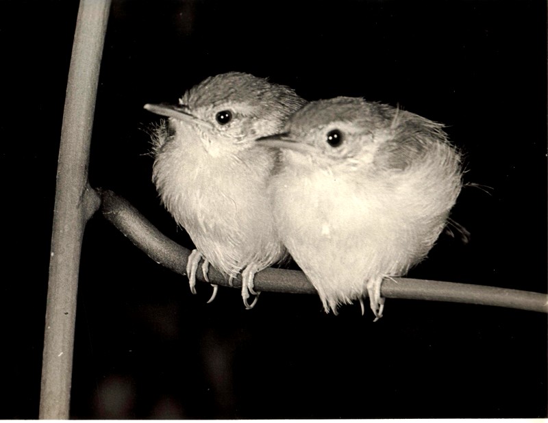 Tailor birds going to sleep.JPG