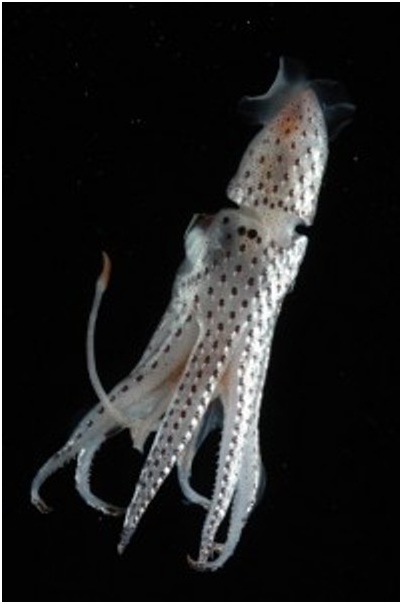 Squid.jpg