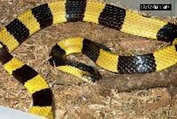 Yellow black viriyan.jpg