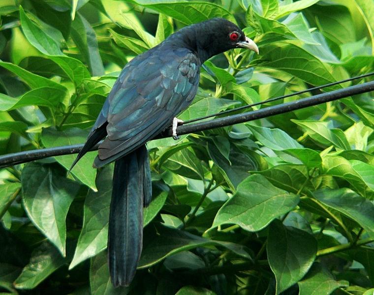 Cuckoo-male.JPG