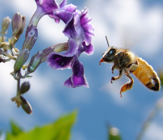Animal-picture-bee-flower-aussigall-photo.jpg