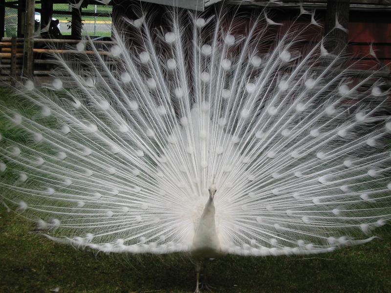 White peacock.JPG