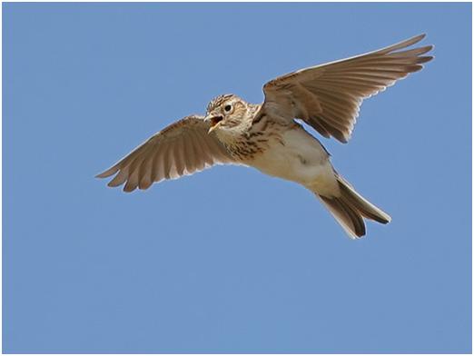 Sky lark singing.JPG