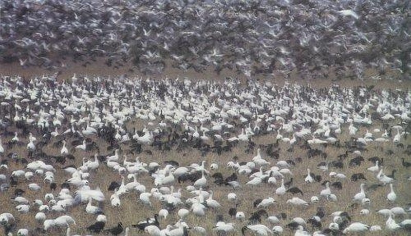 Migrating birds taking rest en route.JPG