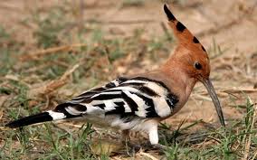 Hoopoe searching food.jpg