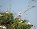 DSC04243pelicans.JPG