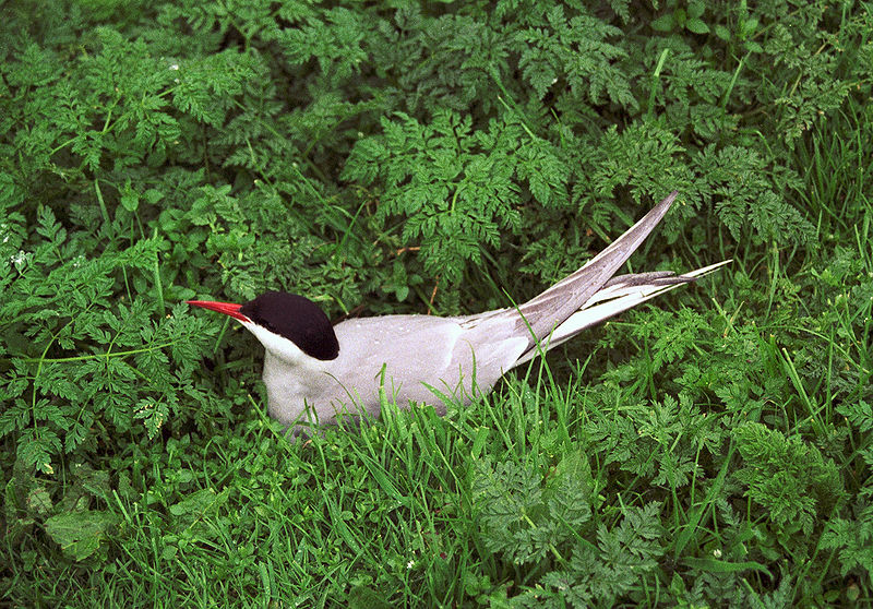 Arctern-small.jpg