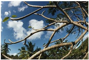 Branch.jpg