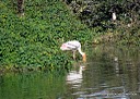 DSC04239stork in pond.JPG