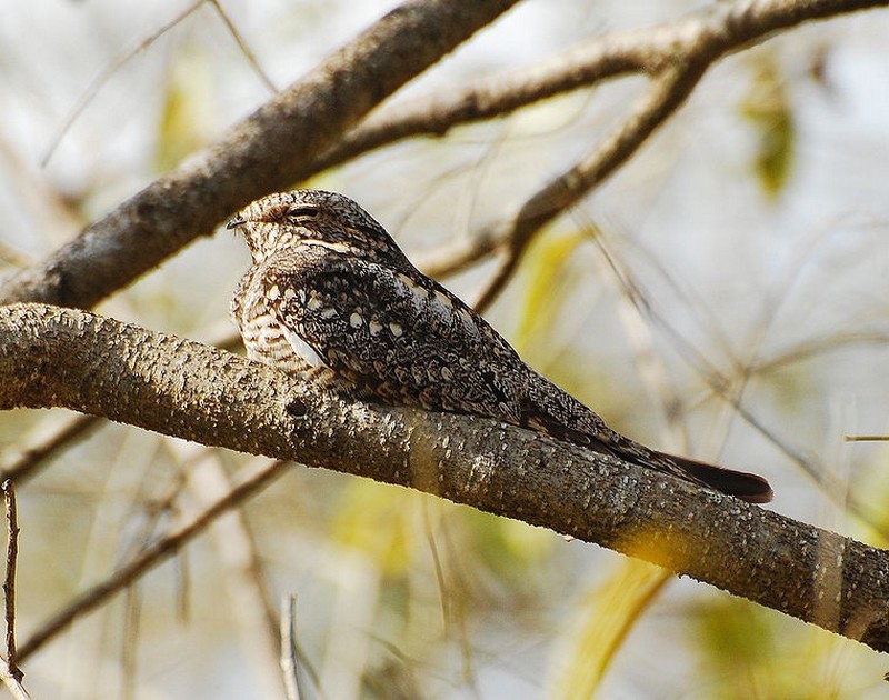 Nightjar at sleep.jpg