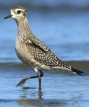 Golden plover female.JPG
