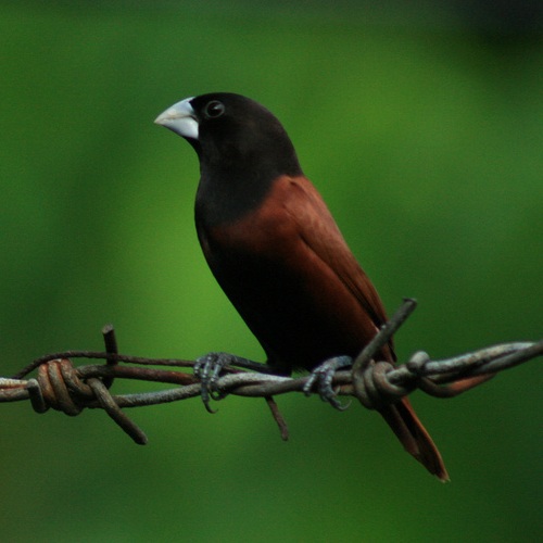 Im20110336 munia.jpg