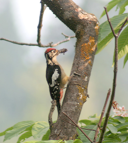 Himalayan Woodpecker (Male) I2 IMG 3947.jpg
