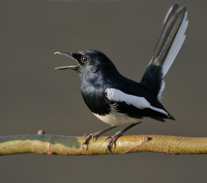 Magpie Robin - pic from net.JPG