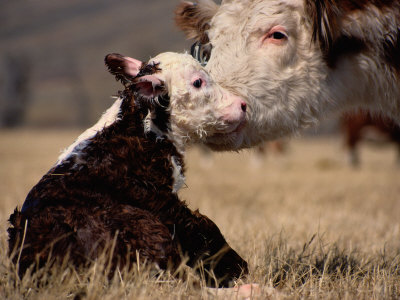 Abell-sam-hereford-cow-with-calf.jpg