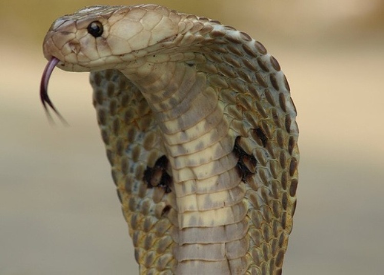 Cobra front view.jpg