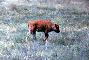 Bison-calf-10520.jpg