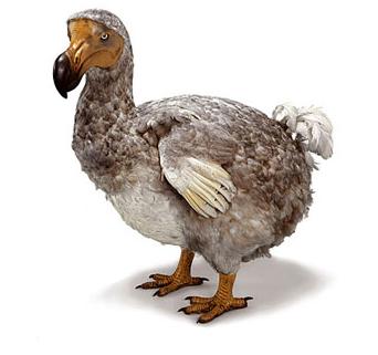 Dodo bird.jpg