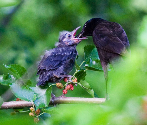 Bird feeding2sm-may06.jpg